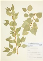 藏品(楊屬)的圖片